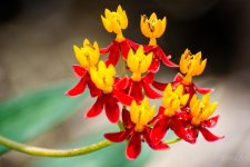 Flowers1.jpg