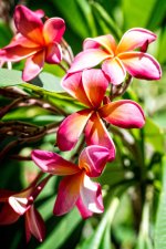 Flowers2.jpg