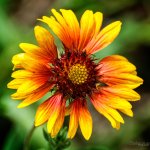 Flowers3.jpg