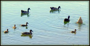 Duck Family with one Strange Cousin Duck.jpg