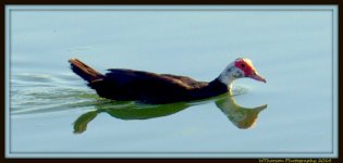 Muscovy Duck with Reflection.jpg