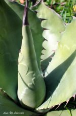Succulent LOL.jpg
