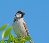DSC_3309.jpg