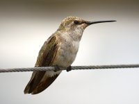 Hummer5.jpg