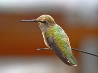 Hummer6.jpg
