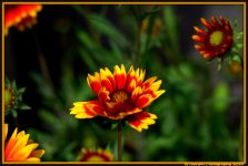 Group of Yellow and Red Flowers.jpg