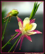 Pink and White Columbine.jpg
