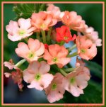 Peach Verbina.jpg