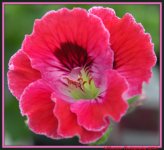 Pink Geranium.jpg