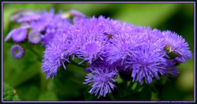 Blue Ageratum.jpg