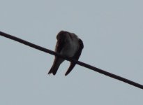 DSCN1754.jpg
