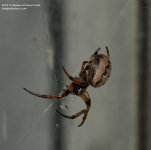 153 Spider-140602_01.jpg
