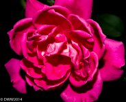 Wilting (1 of 1).jpg