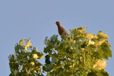 DSC_2000.jpg