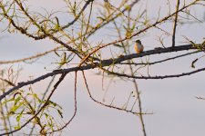 DSC_2074.jpg