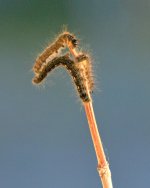 DSC_2043.jpg