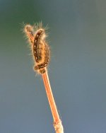 DSC_2044.jpg