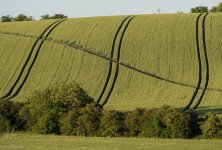 Wheat Hill (1 of 1).jpg