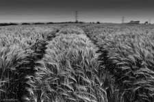 Barley (1 of 1).jpg