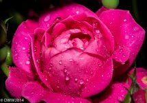 Pink Water Drops (1 of 1).jpg