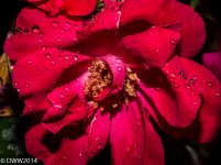 Red Water Drops (1 of 1).jpg