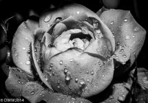 Rain on Rose B&W (1 of 1).jpg