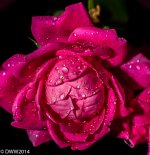 Opening Bloom (1 of 1).jpg