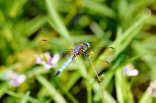 DSC_0098.jpg
