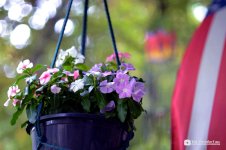 Potted Plants 13_1174.jpg