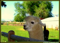Cream Llama.jpg