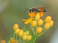 Wasp2.jpg