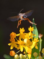 Wasp.jpg