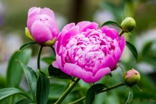DSC_9542.jpg