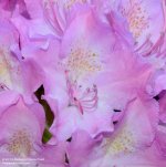 157 Rhododendron-140606-01_01.jpg