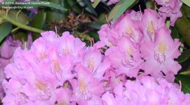 157 Rhododendron-140606-02_01.jpg