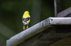 _DSC4373.jpg