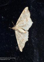 158 Moth-140607_01.jpg