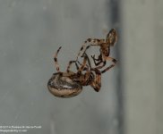 159 Spiders-140608_01.jpg