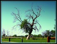 Dead Tree with Birds in Meadow.jpg