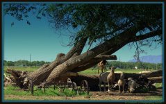 Sheep and a Goat Under a Leaning Tree.jpg