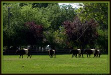 Belted Galloway Cows.jpg
