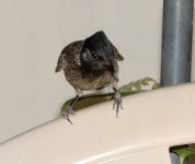 DSC_6436.jpg