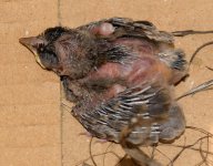 DSC_6446.jpg