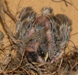 DSC_6464.jpg