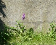 DSC_3521.jpg