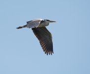 DSC_3588.jpg