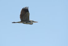 DSC_3590.jpg