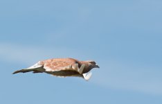 DSC_3628.jpg