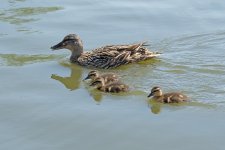 DSC_3572.jpg
