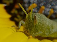 Hopper4.jpg